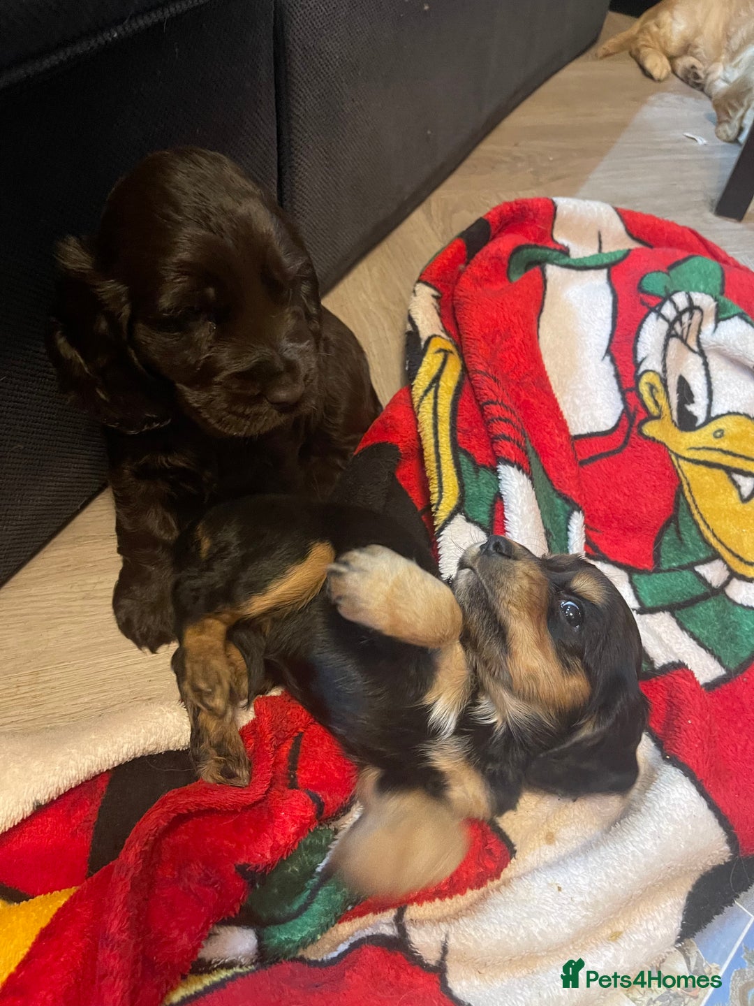 Cocker Spaniel dogs for sale: Cocker Spaniel puppies - Advert 15