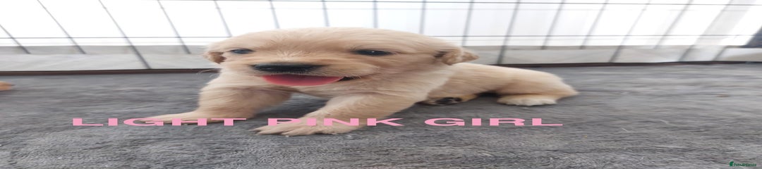 Light Pink Girl 