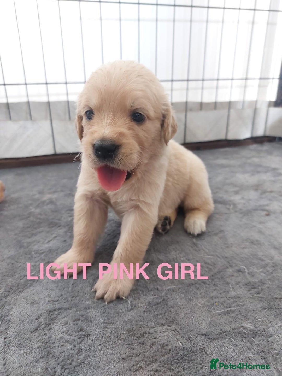 Golden Retriever dogs for sale: Golden Retriever Puppies  - Image 10
