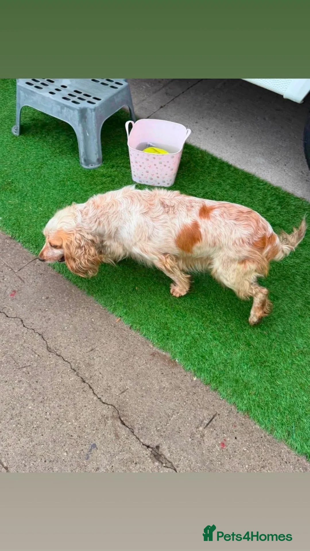 Cocker Spaniel dogs for sale: Cocker spaniel puppies  in York - Advert 6
