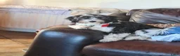 Tibetan Terrier dogs for sale: KC registered Tibetan Terrier's - Advert 11