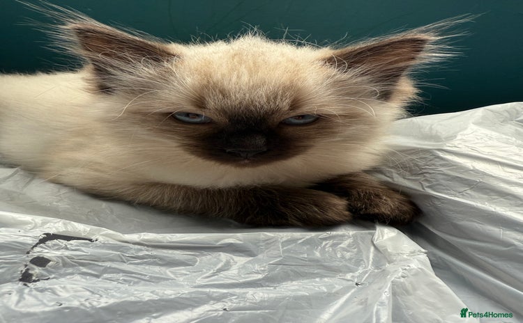 Ragdoll cats - Advert 15