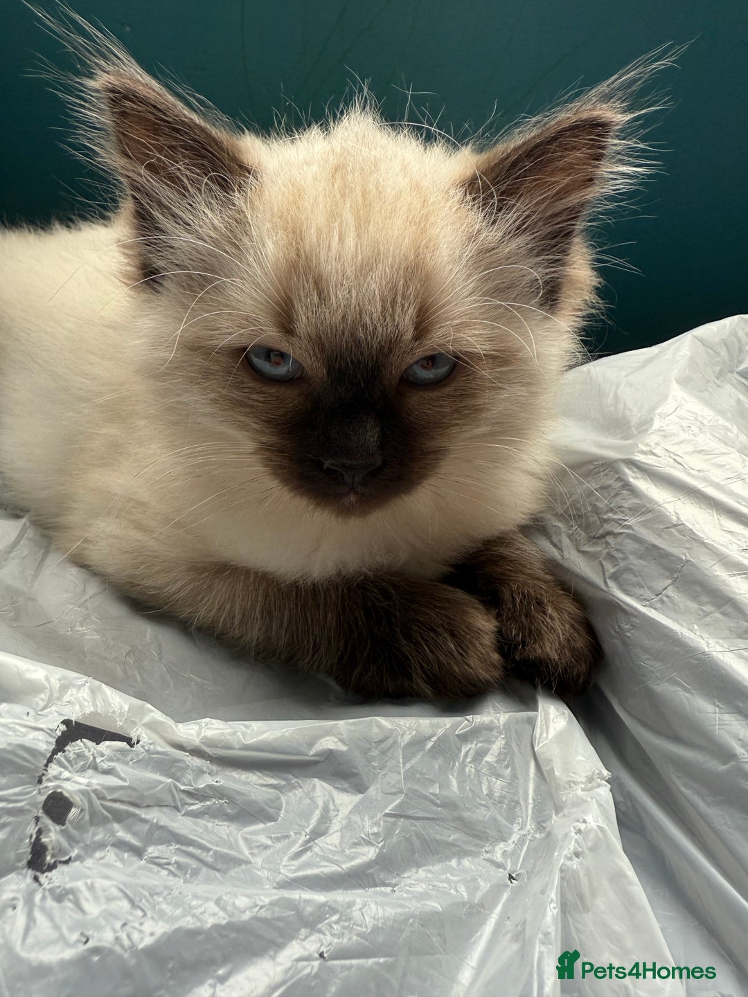 Ragdoll cats for sale: Ragdoll - Image 1