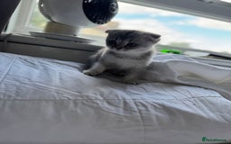 Scottish Fold cats for sale: Scottish Fold Kittens Variety of Colours - Image 21