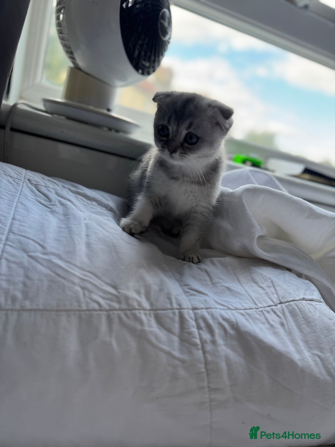 Scottish Fold cats for sale: Scottish Fold Kittens Variety of Colours - Image 21