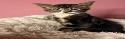 Mixed Breed cats for sale: Meet milo and kittens!  in Enfield - Advert 13
