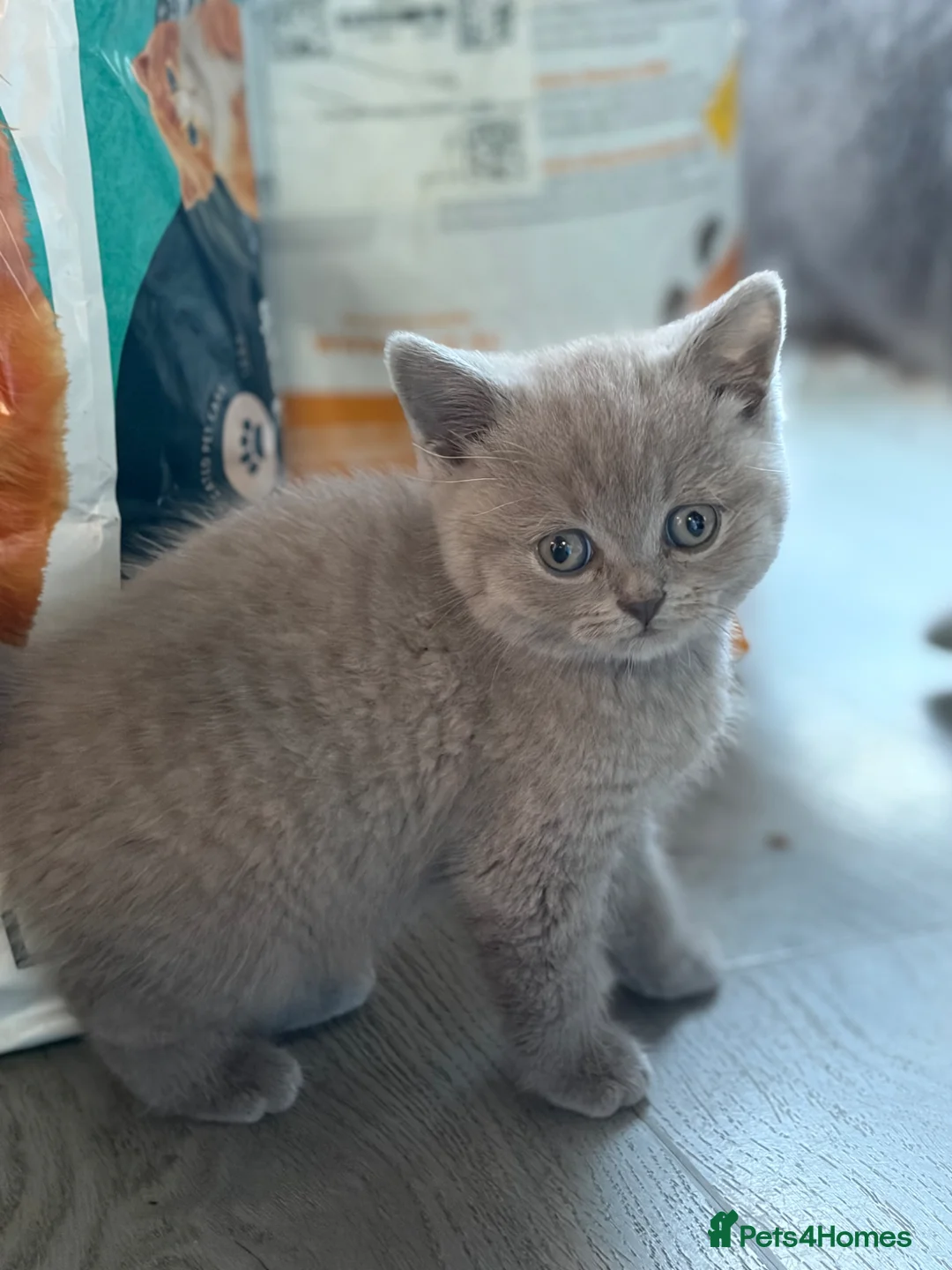 British Shorthair cats for sale: Three stunning boys - Advert 4