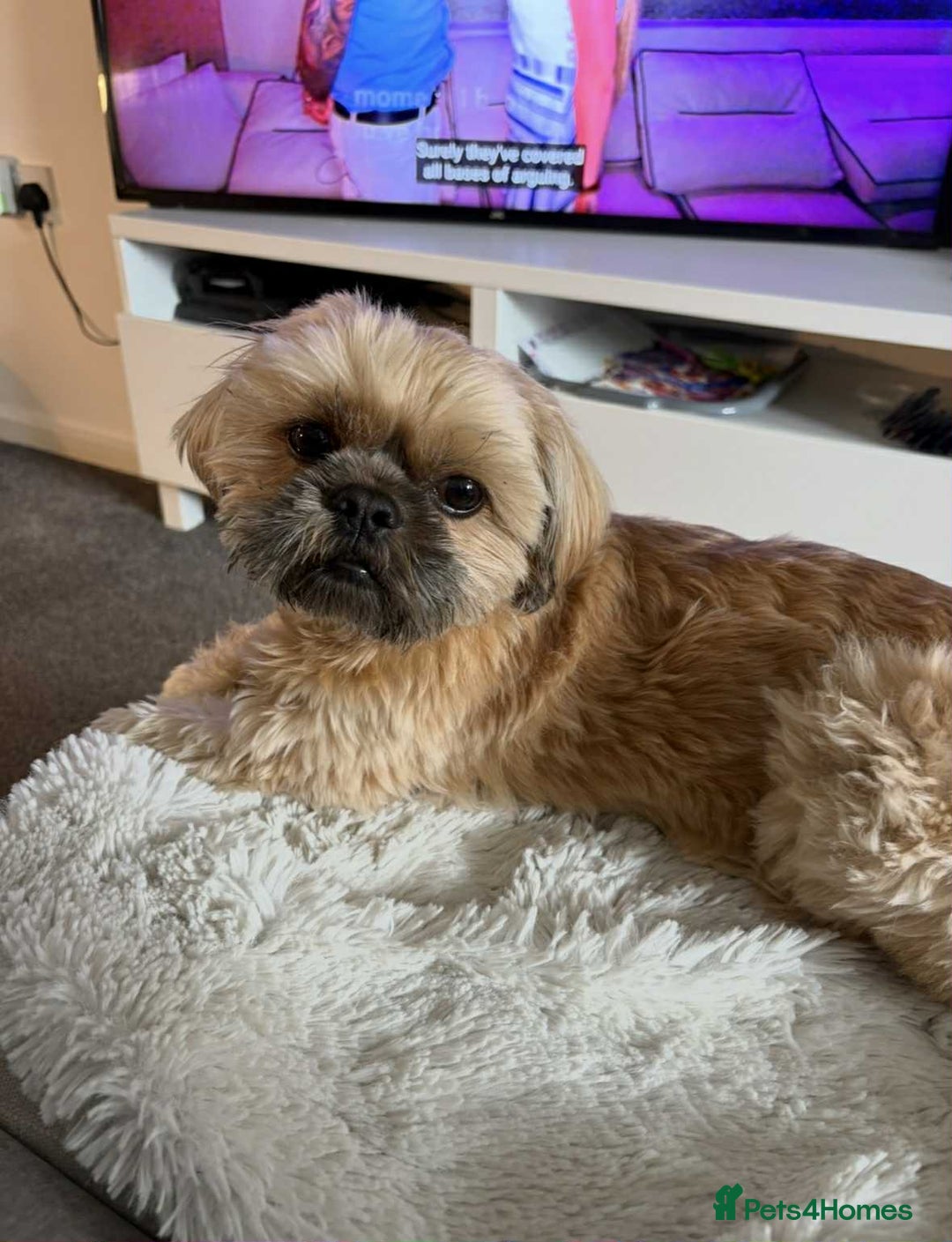 Shih Tzu dogs for sale: Shih tzu older boy - Advert 2