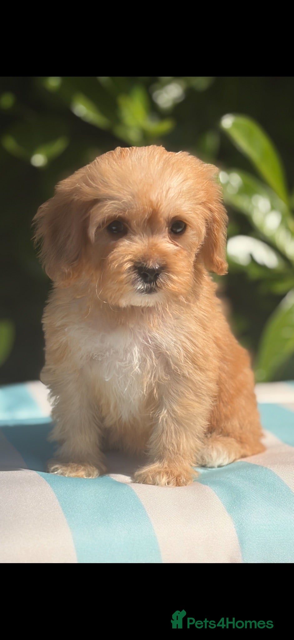 Cockapoo dogs 🌸 READY NOW TINY TOY FEMALE F1 COCKERPOOS 🌸 - Advert 1