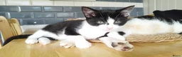 Mixed Breed cats for sale: 4 tuxedo black/white cuties looking for a home - Advert 29