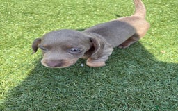 Miniature Dachshund dogs for sale: Kc miniature dachshund  ready now 🐶 in Manchester - Image 10