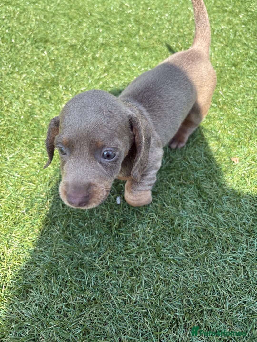 Miniature Dachshund dogs for sale: Kc miniature dachshund  ready now 🐶 in Manchester - Image 10