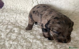 Goldendoodle dogs for sale: Gorgeous mini F1 goldendoodles - Image 4