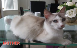 Ragdoll cats for sale: RAGDOLLS BICOLOUR BOY GIRLS BLUE EYES READY NOW  - Advert 38
