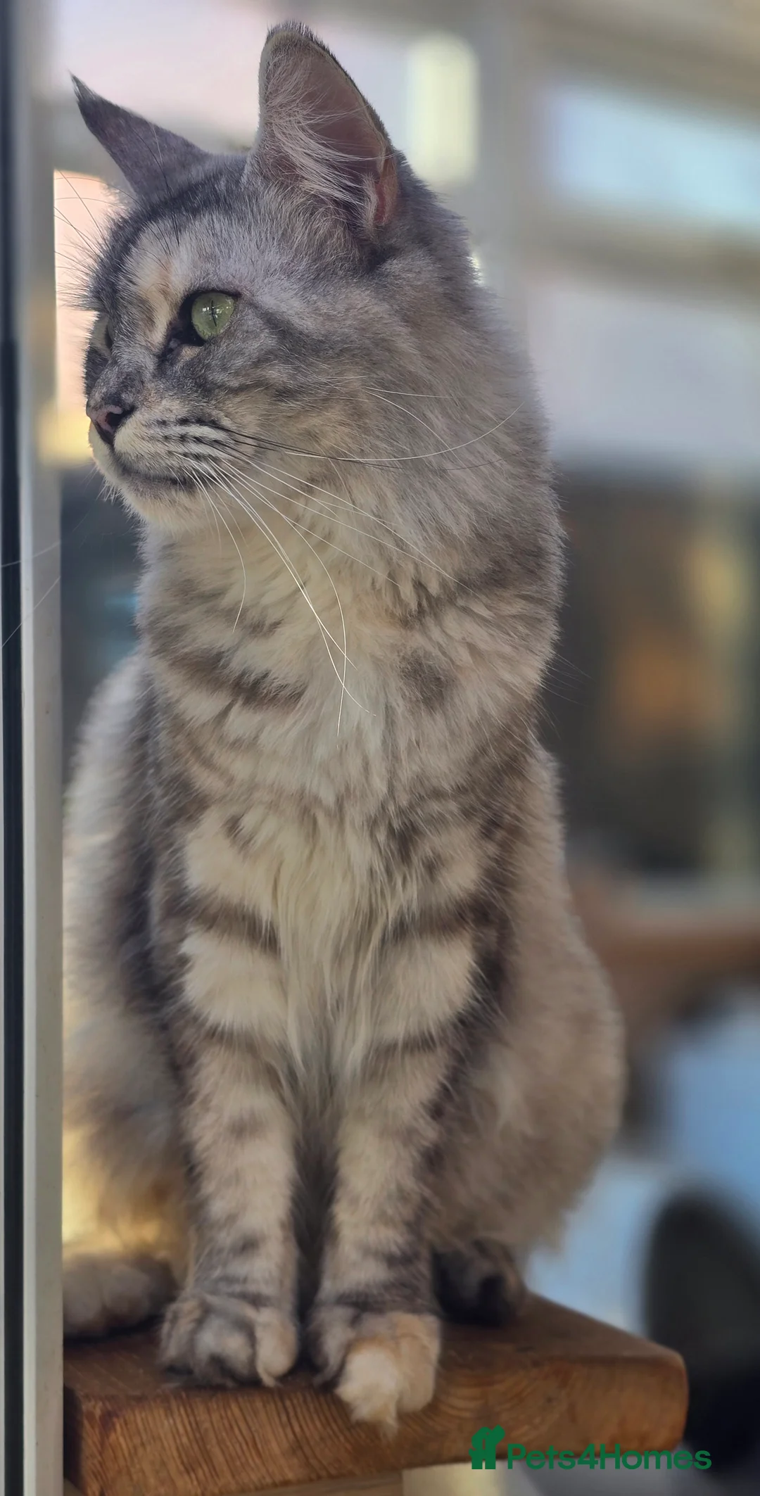 Maine Coon cats for sale: 4x Kittens MaineCoon Tica Registred  - Advert 16