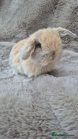 Mini Lop rabbits Mini lop for sale - Advert 6