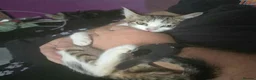 Mixed Breed cats for adoption: Nacho and Pepper - Advert 2