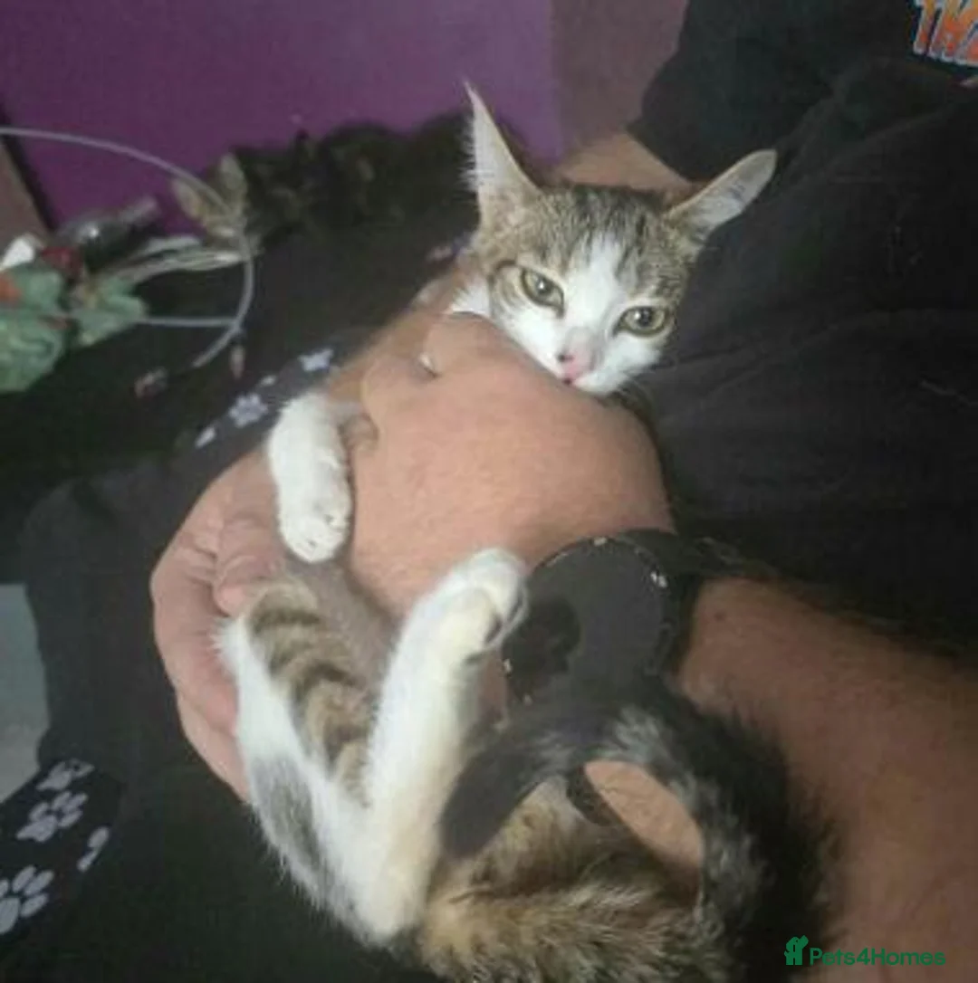 Mixed Breed cats for adoption: Nacho and Pepper - Advert 2