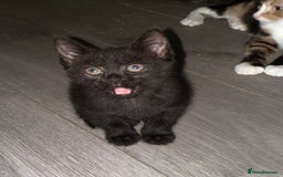 Mixed Breed cats for sale: STUNNING Russian Blue X Kitten READY TO GO - Image 3