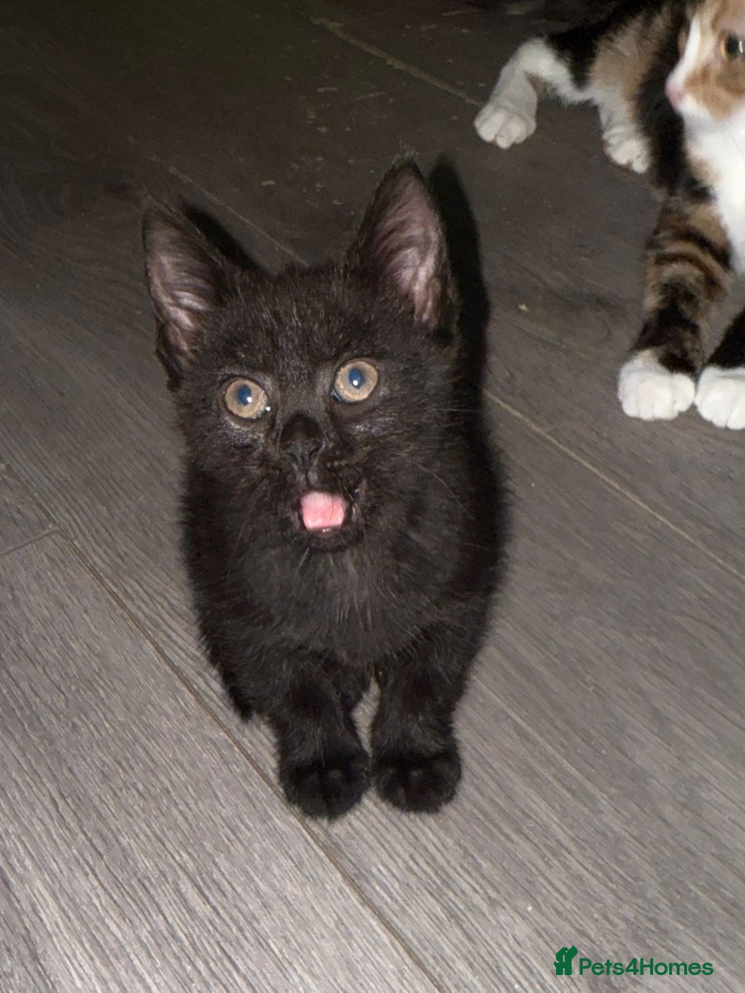 Mixed Breed cats for sale: STUNNING Russian Blue X Kitten READY TO GO - Image 3