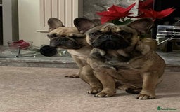 French Bulldog dogs for sale: Adorable frenchies - Image 3