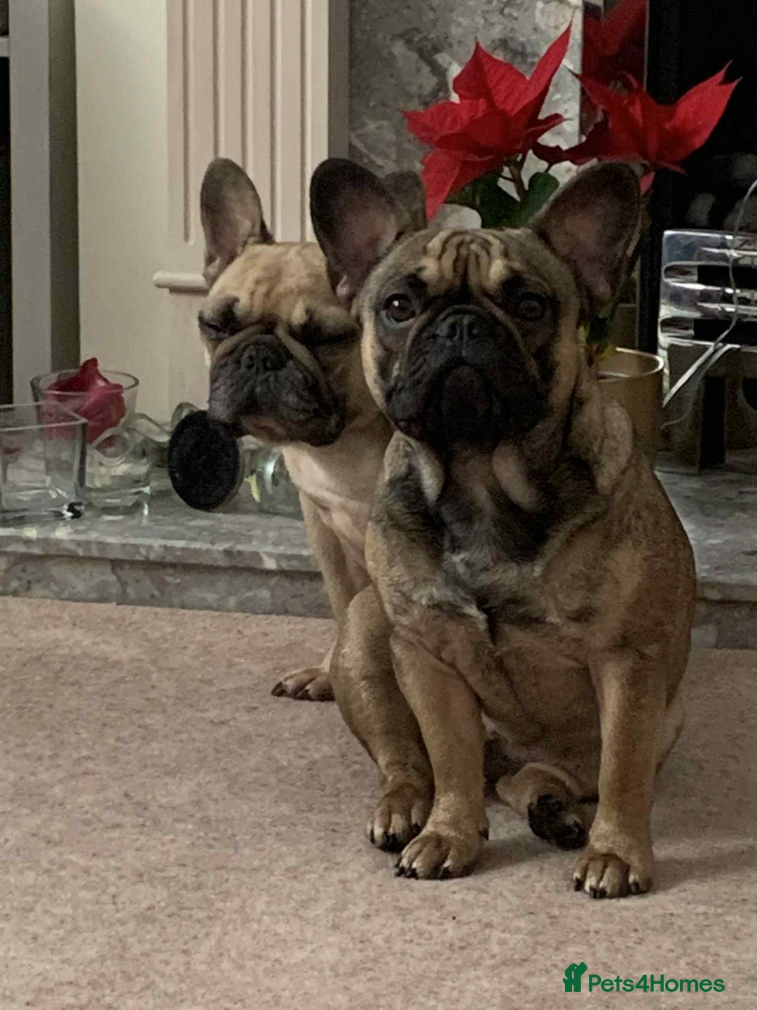 French Bulldog dogs for sale: Adorable frenchies - Image 3