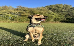 Mixed Breed dogs for sale: Ronnie  - Advert 1