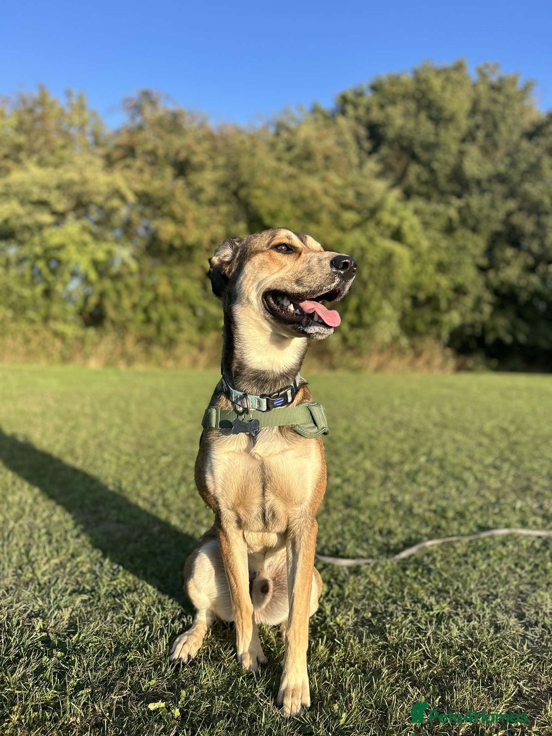 Mixed Breed dogs for sale: Ronnie  - Advert 1