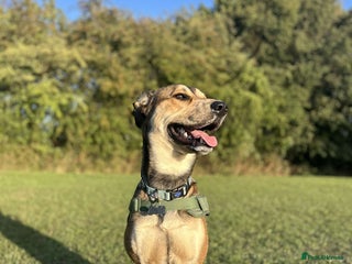 Mixed Breed dogs Ronnie - Advert 1