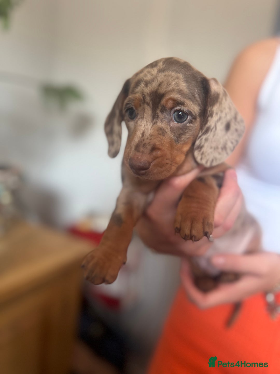 Dachshund dogs for sale: Sausage Dogs  - Image 3