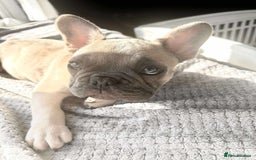 French Bulldog dogs for sale: Male french buldog puppy (lilac fawn) - Image 3
