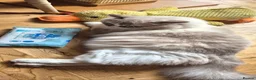 Ragdoll cats for sale: Rupert the Bear - Advert 4