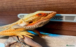 Bearded Dragon reptiles for sale: Hypo dunner blue male bearded dragon - Image 2