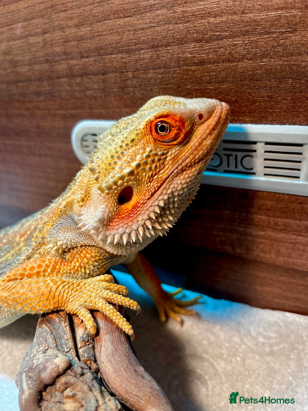 Bearded Dragon reptiles for sale: Hypo dunner blue male bearded dragon - Image 2