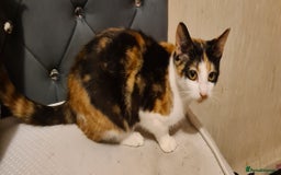 Mixed Breed cats for sale: 2 female kittens - Image 5