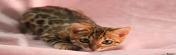 Bengal cats for sale: 🔥Beautiful Bengal girl available🔥 - Advert 10