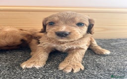 Cockapoo dogs for sale:  🐾F1 Cockapoo Puppies🐾READY NOW🐾 - Image 11