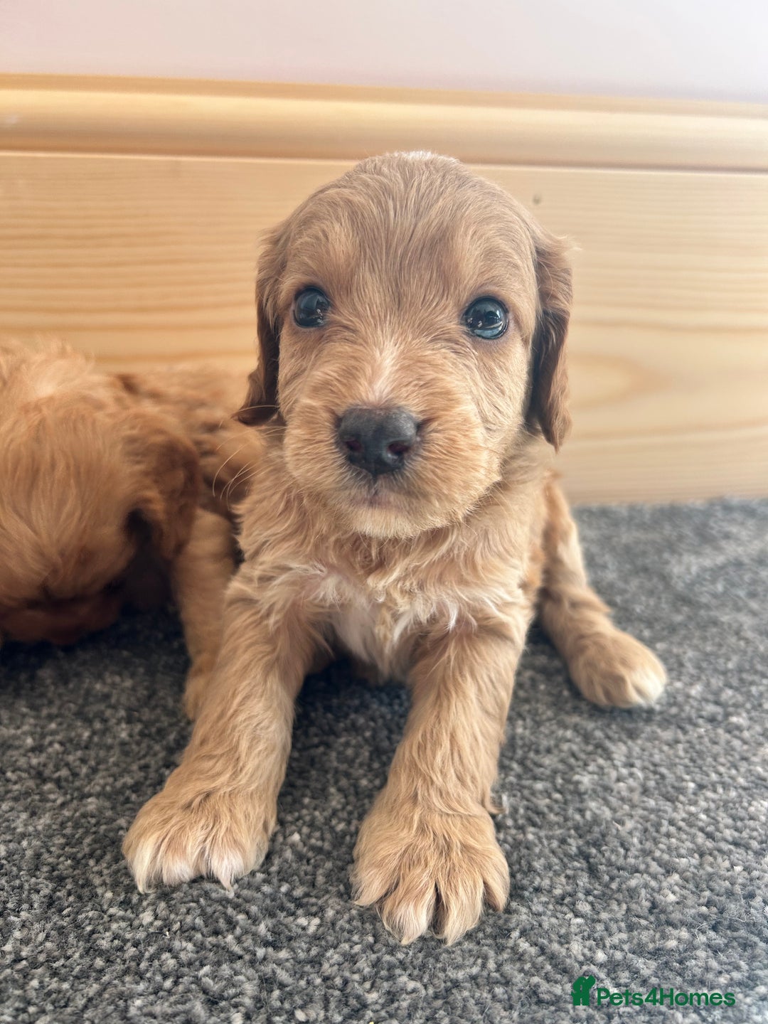 Cockapoo dogs for sale:  🐾F1 Cockapoo Puppies🐾READY NOW🐾 - Image 11