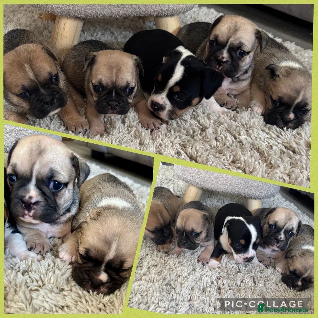 Mixed Breed dogs for sale: British bulldog cross pug puppies only two left  - Advert 1