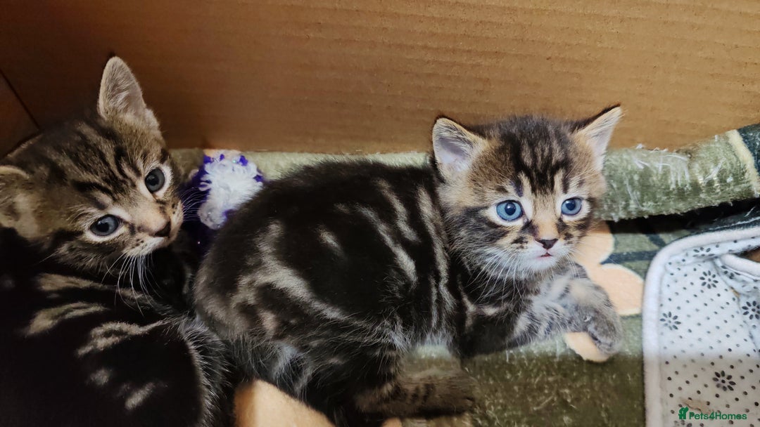 Mixed Breed cats for sale: Ch417dp  - Image 19