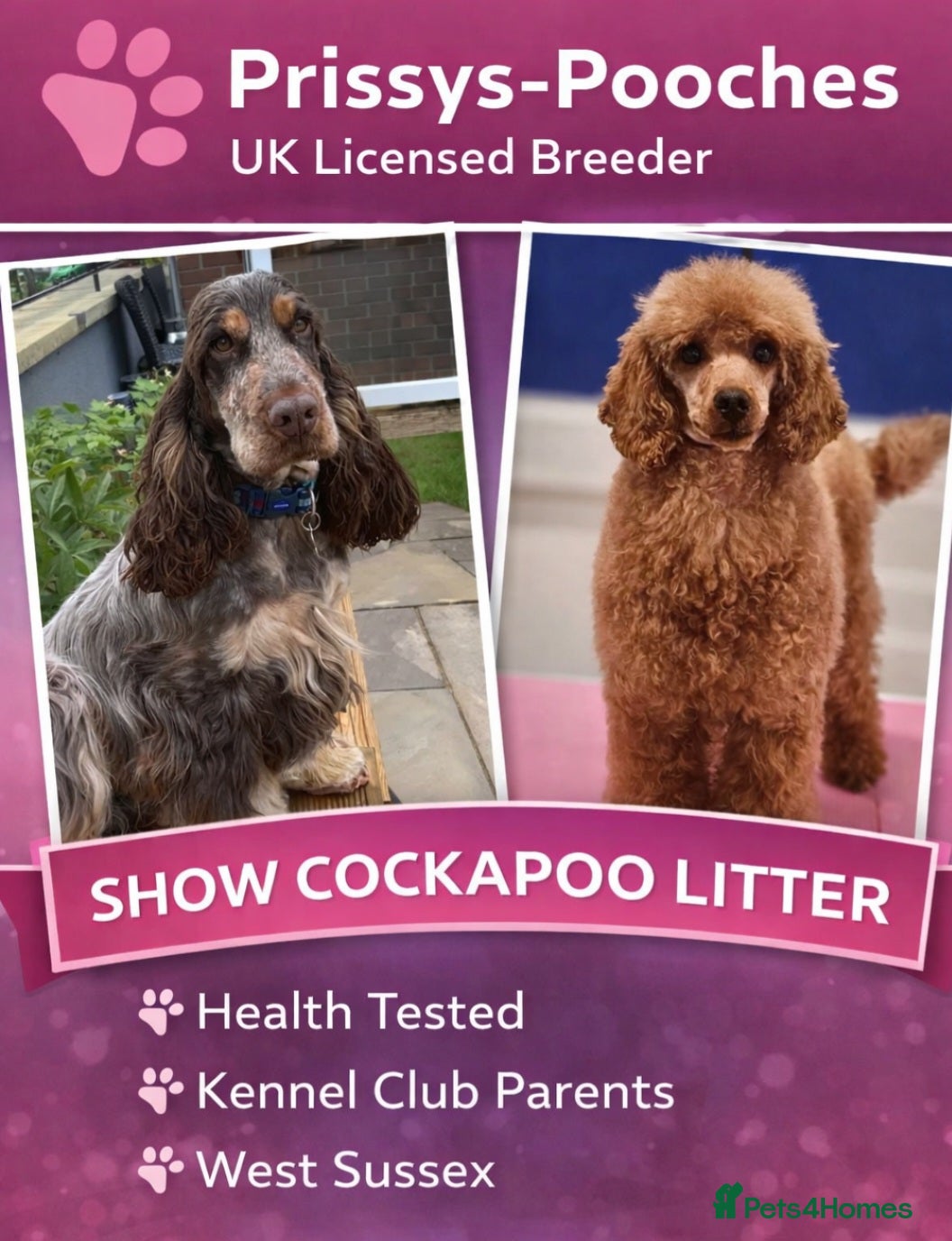 Cockapoo dogs Show cockapoo litter due any day now  - Advert 17