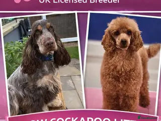 Cockapoo dogs Show cockapoo litter due any day now - Advert 17
