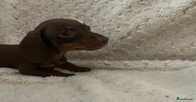 Miniature Dachshund dogs - Advert 5