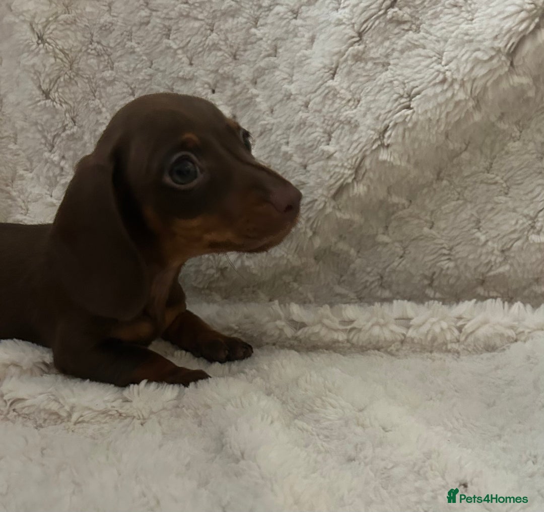 Miniature Dachshund dogs for sale:  ⭐️🐶Tiny tiny miniature dachshunds🐶⭐️ - Image 3
