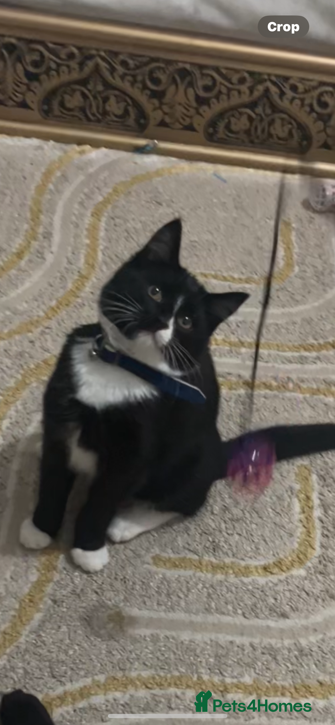 Maine Coon cats Kitten  - Advert 7