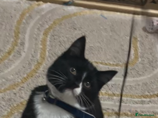 Maine Coon cats Kitten - Advert 1