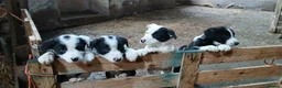 Border Collie dogs for sale: Border Collie pups. Ready now. in Llanrwst - Advert 11