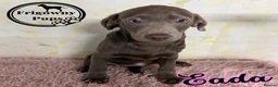 Labrador Retriever dogs for sale: 🩶🩶 SILVER LABRADOR GIRLS 🩶🩶 - Advert 2