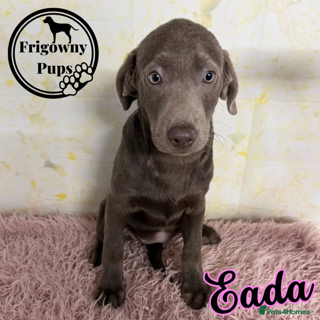 Labrador Retriever dogs for sale: 🩶🩶 SILVER LABRADOR GIRLS 🩶🩶 - Advert 2