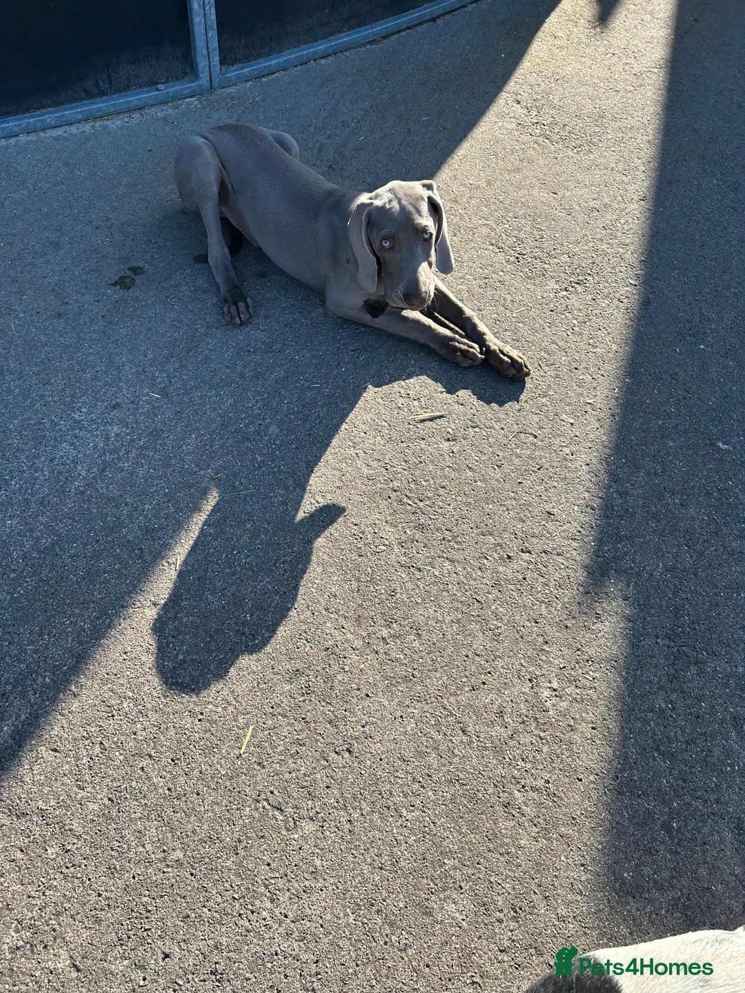 Weimaraner dogs for sale: Gorgeous Boy Weimaraner puppy - Advert 2
